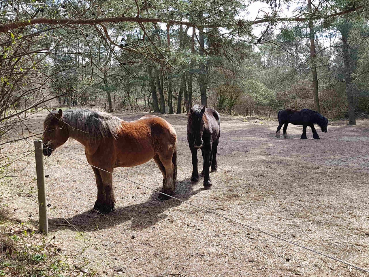 Bild vergrößern: Pferde am Wegesrand in Stedden