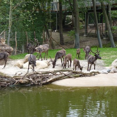 Rendieren in de Zoo Osnabrück