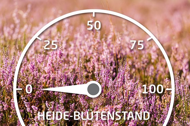 Heideblüten
