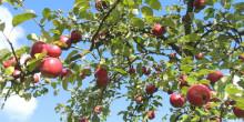 Naturzeit: Lebensraum Streuobstwiese