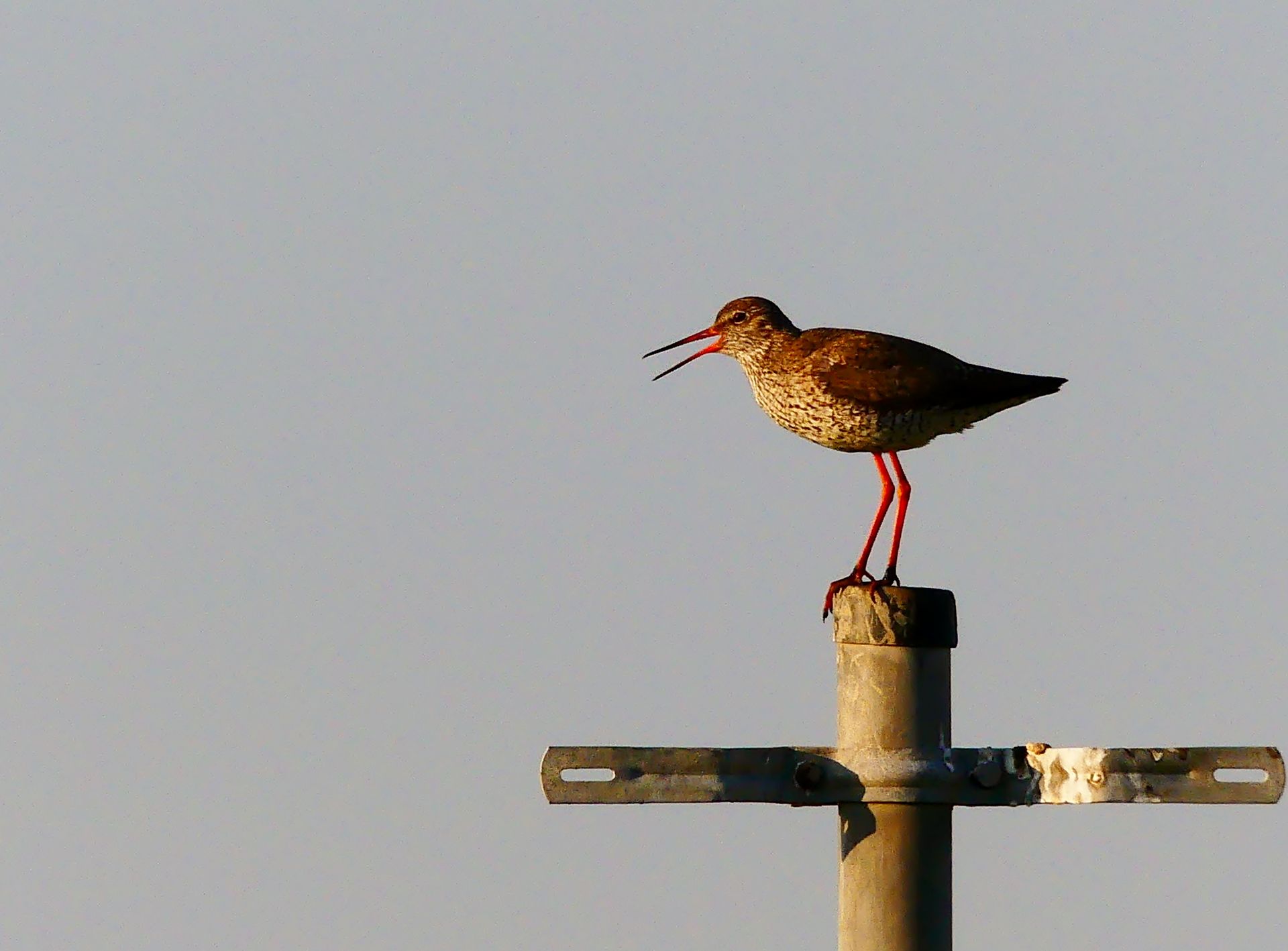 Zugvogeltage: Was guckst du? – Vogelbeobachtung an der Domäne Bill