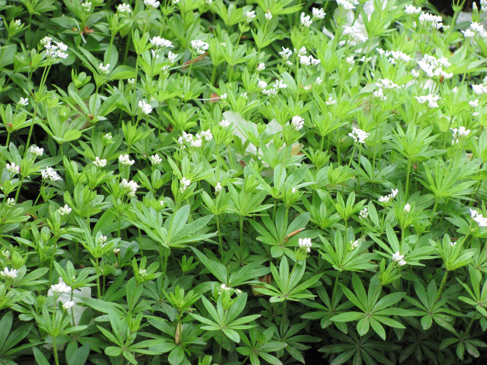 Waldmeister (Quelle: Kastl) Waldmeister (Quelle: Kastl)
