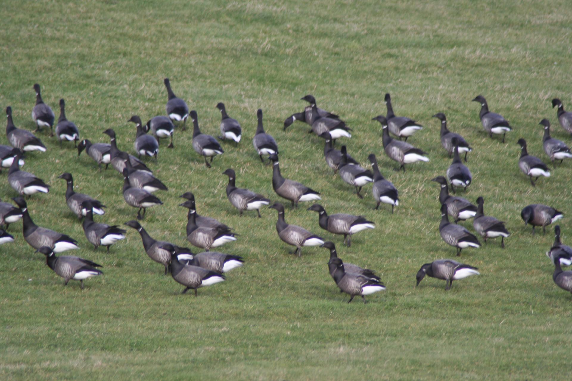 Zugvogeltage: "Im Gänsemarsch voran!" - Was wir von Gänsen noch lernen können!