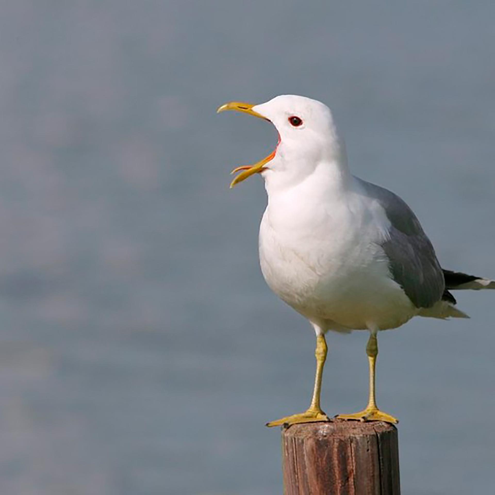 Zugvogeltage: Mensch und Möwe