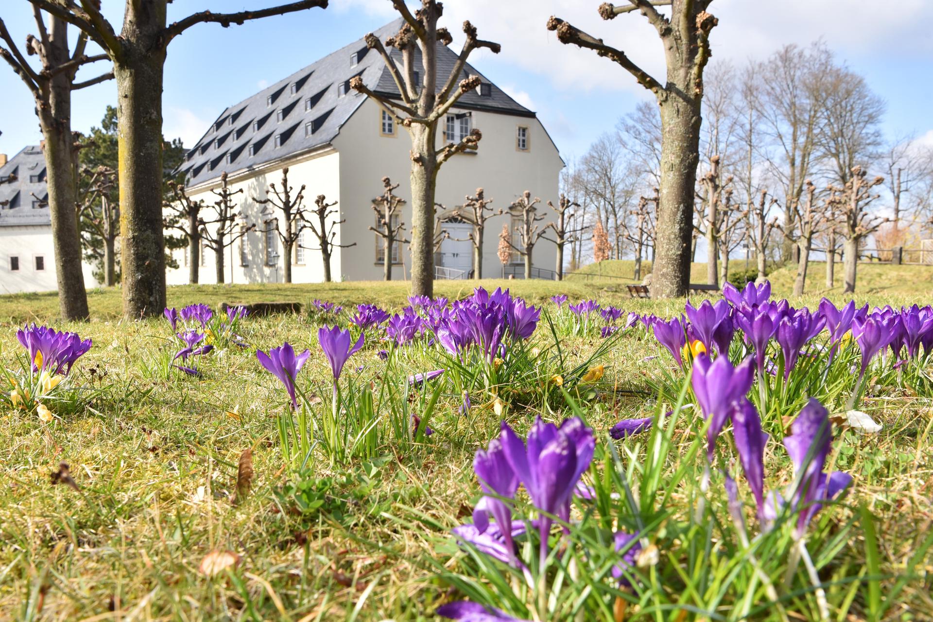 Krokusse Neues Zeughaus (Quelle: Festung Königstein) Krokusse Neues Zeughaus (Quelle: Festung Königstein)