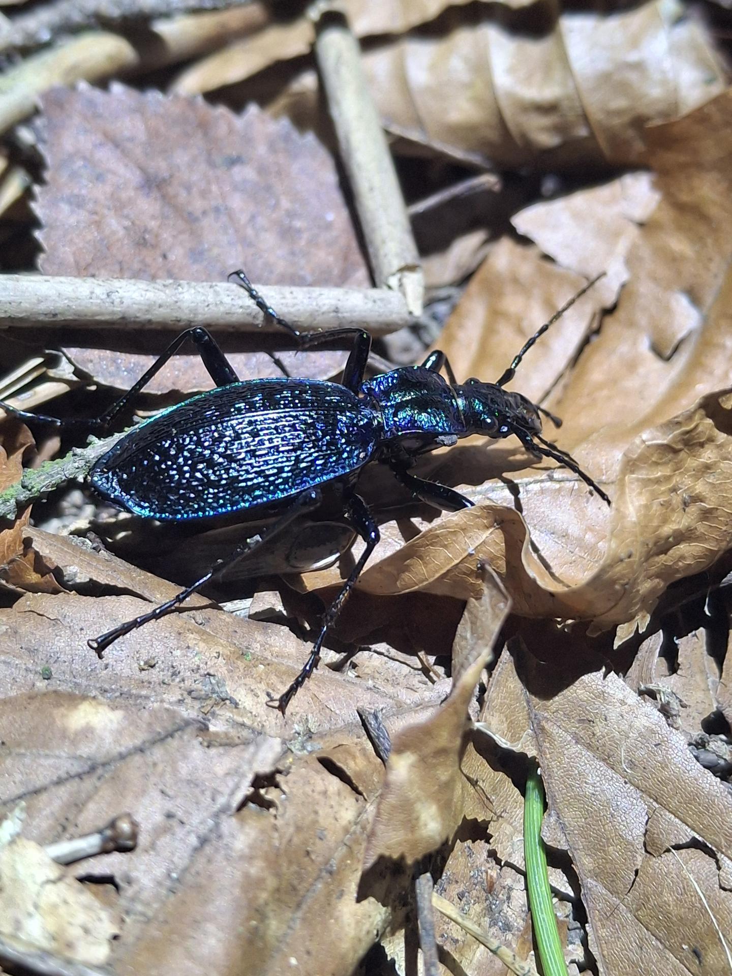 Quelle: Marie Kammüller Dunkelblauber Laufkäfer (carabus inticatus).jpg (Quelle: Marie Kammüller)