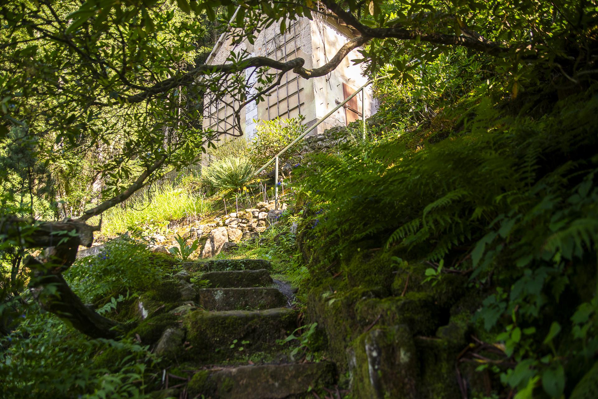 Botanischer Garten Bad Schandau (Quelle: TaraDesign Pirna, Frank Hoeppner) Botanischer Garten Bad Schandau (Quelle: TaraDesign Pirna, Frank Hoeppner)