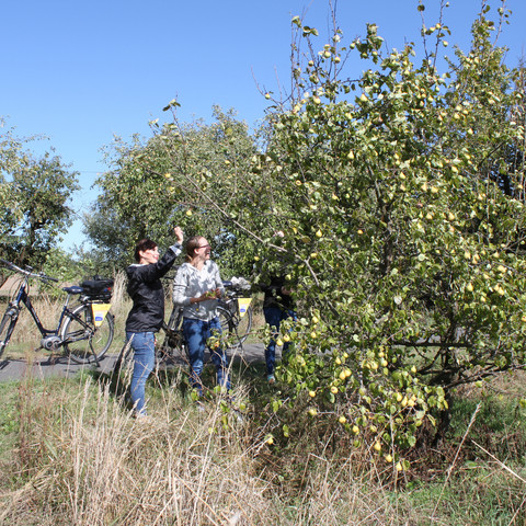 Äpfel pflücken am Oderbruchbahnradweg