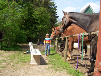 Reitpferde und Ponies auf dem Hof Katthusen
