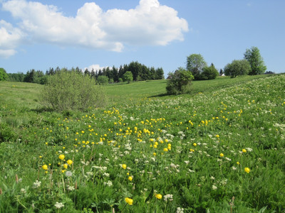 Blühende Bergwiese in Hohegeiß