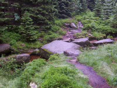 Der Weg durch den Nationalpark Harz ist ein Erlebnis.