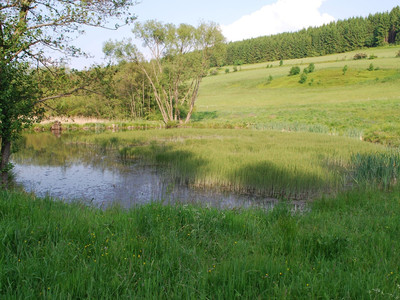 Teich am Reinbach