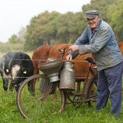 Kühe und altes Melkrad