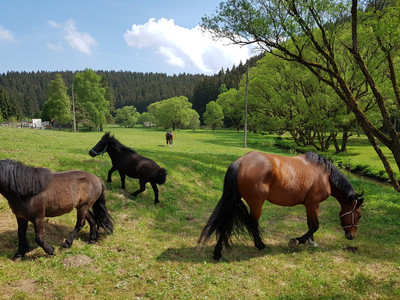 Pferdekoppel in Trautenstein
