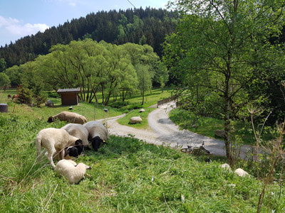 Schafe am Wegesrand
