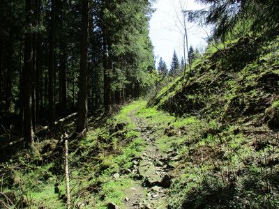 Schöner Trail aufwärts im Tiefenbachtal