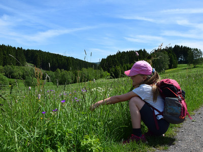 Familienfreundlicher Bergwiesen-Lehrpfad um Benneckenstein