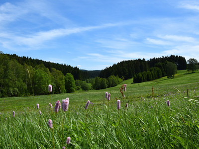 Wunderschön blühende Bergwiese direkt am Bergwiesen-Lehrpfad Benneckenstein