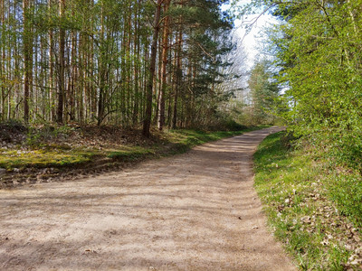 Waldweg im Stadtwald Quedlinburg