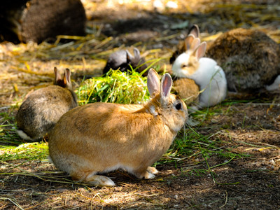 Wald-Vogelstation-Kaninchen
