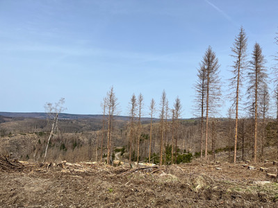 Weiter oben stirbt der Fichtenwald immer mehr ab