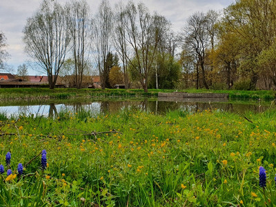Teich im Kurpark in Hasselfelde