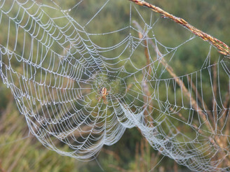 Spinne mit Spinnennetz im Ahlenmoor