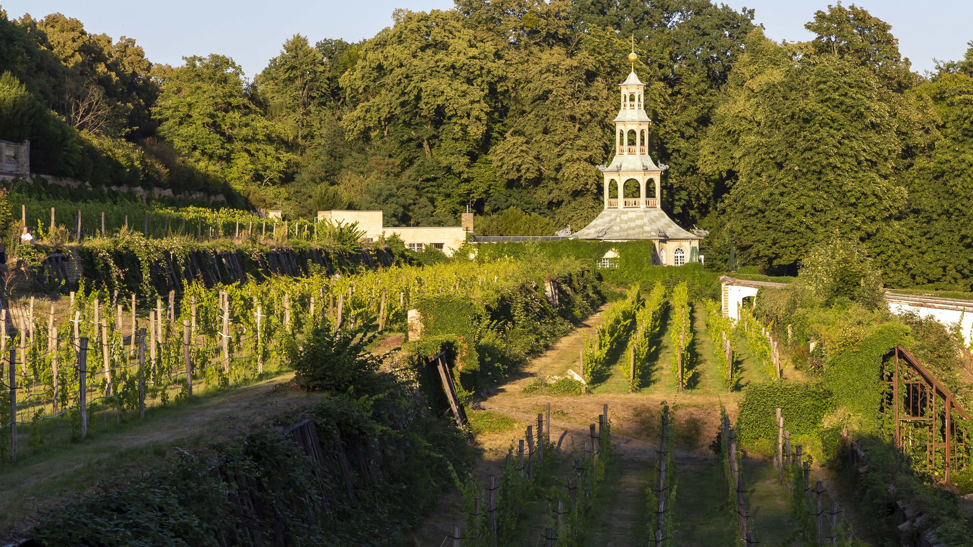 Königlicher Weinberg am Klausberg