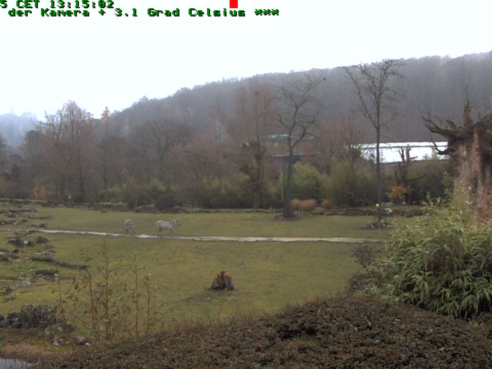 Kronberg Opel Zoo Webcam Aktuell Live 1 Webcam