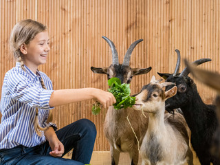 Feeding goats at Gut Hixholz in Velbert