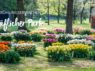 bad-driburg-frühjahr-tulpenblüte-bad-driburger-touristik-gmbh-daniel-winkler-2020-6_park_kom.jpg