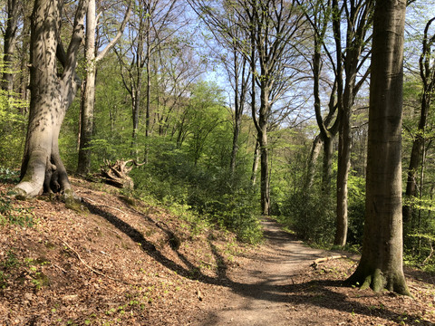 Waldweg hinter Irlermühle