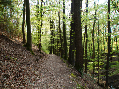 Waldweg zwischen Kern und Honsbach