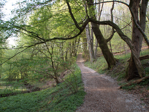 Waldweg am Hasenberg