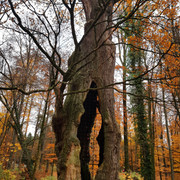1000-jährige Eiche im herbstlichen Holter Wald in Schloß Holte-Stukenbrock