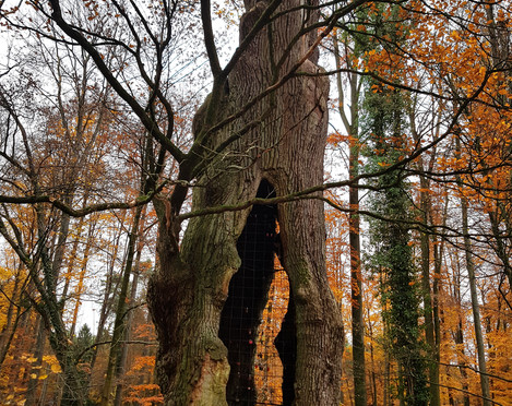 1000-jährige Eiche im herbstlichen Holter Wald in Schloß Holte-Stukenbrock