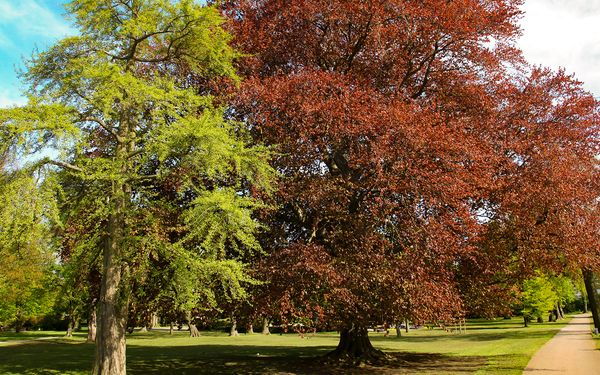Stadtpark_Rotbuche_©PeineMarketing.jpg