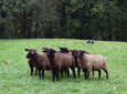 Koyun çiftliği Hennemann