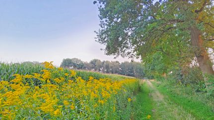 Naturnaher Wegabschnitt des ORTSWEGES Rund um Buchholz