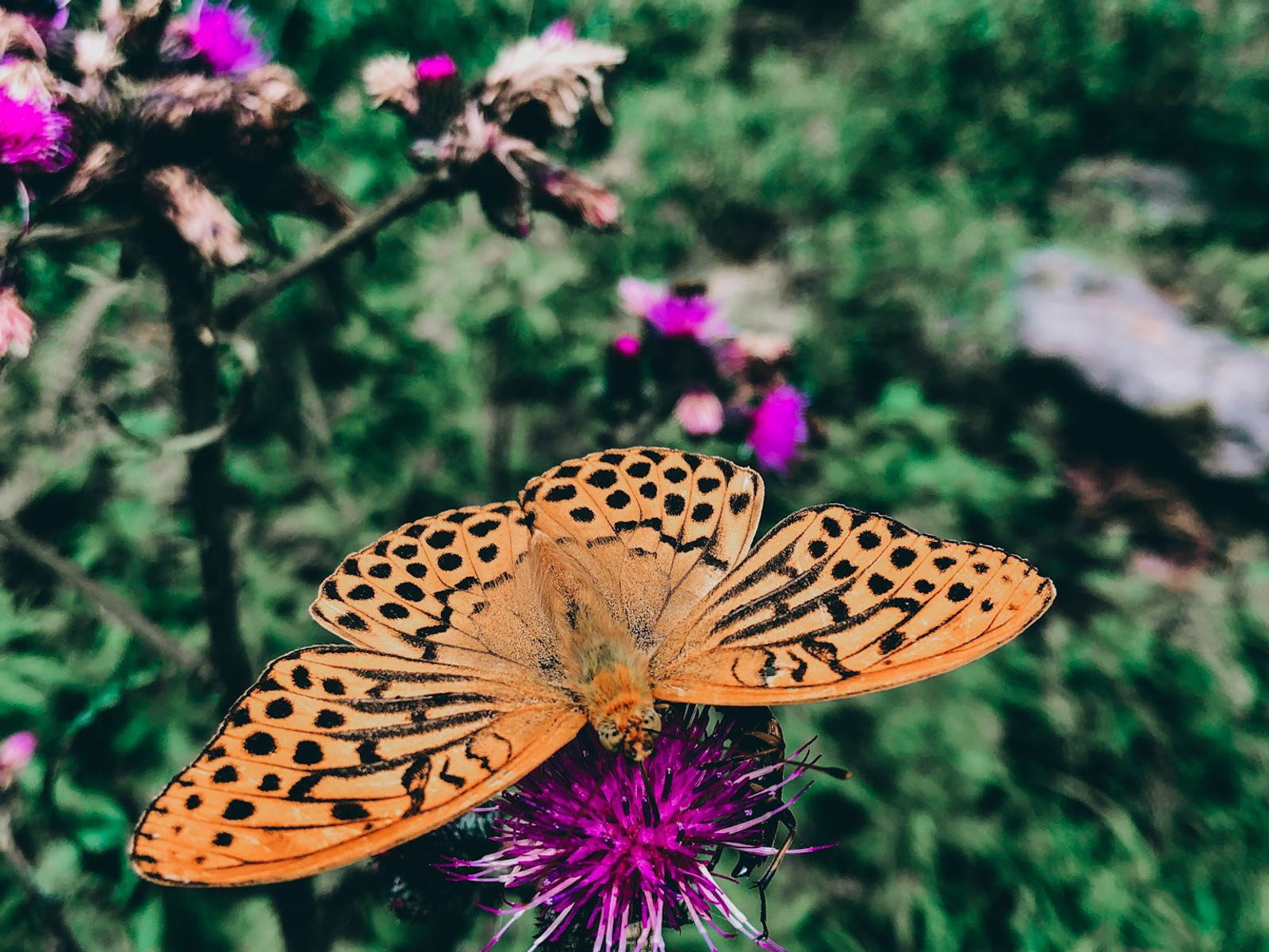 Geführte Touren im Harz - DIE WANDEREI