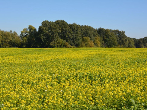 hermannsweg-etappe-1-gele-koolzaad-bloemen-bomen-©Ivonne.jpghermannsweg-etappe-1-gele-koolzaad-bloemen-bomen-©Ivonne.jpg