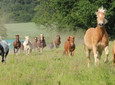 School horses on the pasture, family riding school in Velbert