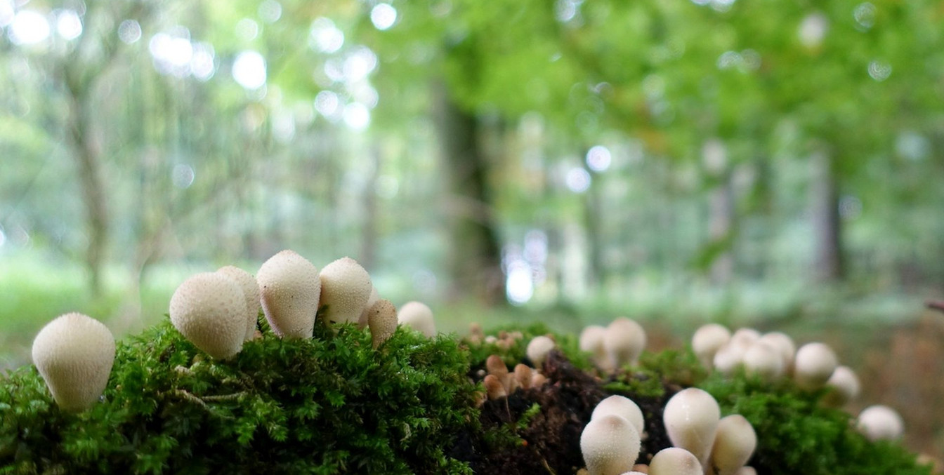 Ludgerus-mos-paddenstoelen-bomen-bos-©Wanda.jpgLudgerus-mos-paddenstoelen-bomen-bos-©Wanda.jpg