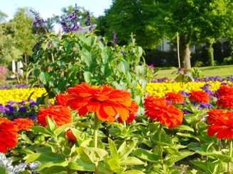 Blühende Blumen im Kurpark nahe Startplatz zur Wandertour