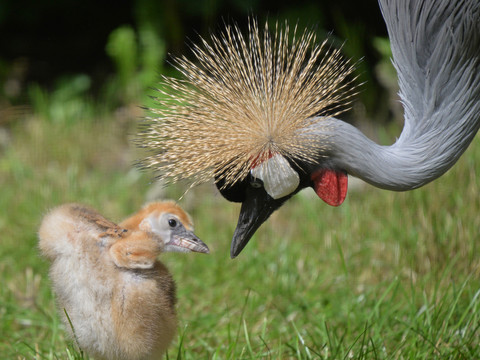 Ein Kronenkranich und sein Junges im Tiergarten Delitsch