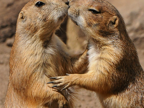 Zwei Präriehunde geben sich einen Kuss im Tiergarten Delitzsch