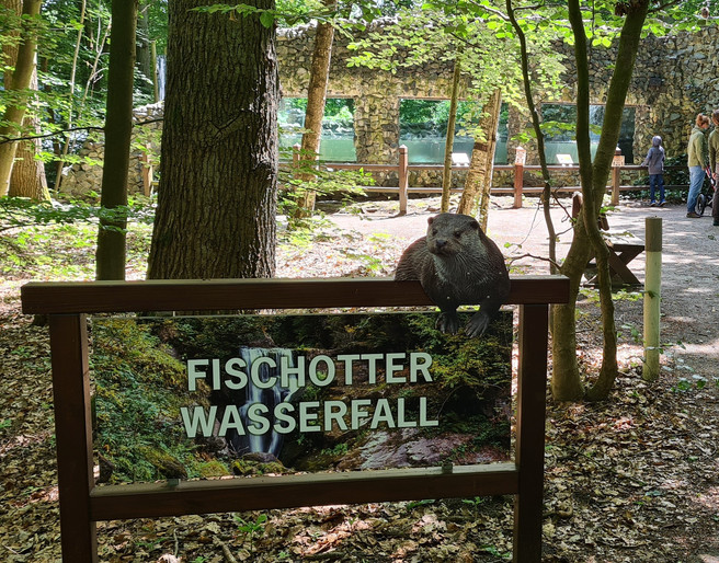 Fischotter_Wasserfall_2021.jpg