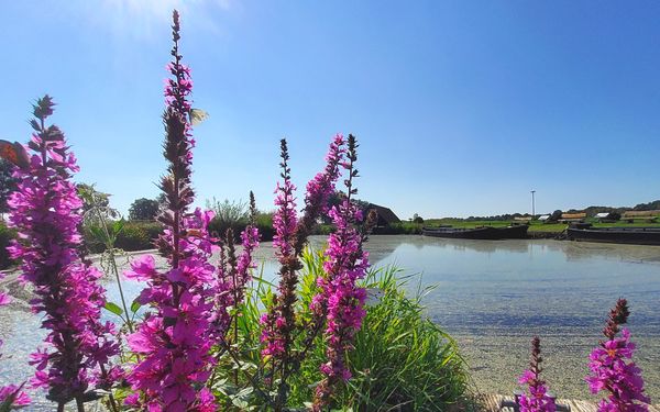 Der Torfschiffhafen Kreuzkuhle inmitten der Natur