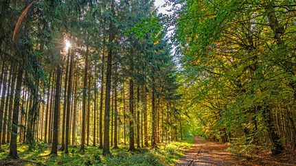 Ein Weg durch den Landesforst Franzhorn