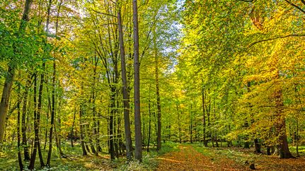 Der Eichholz bei Gnarrenburg, ein Wald zum Wohlfühlen